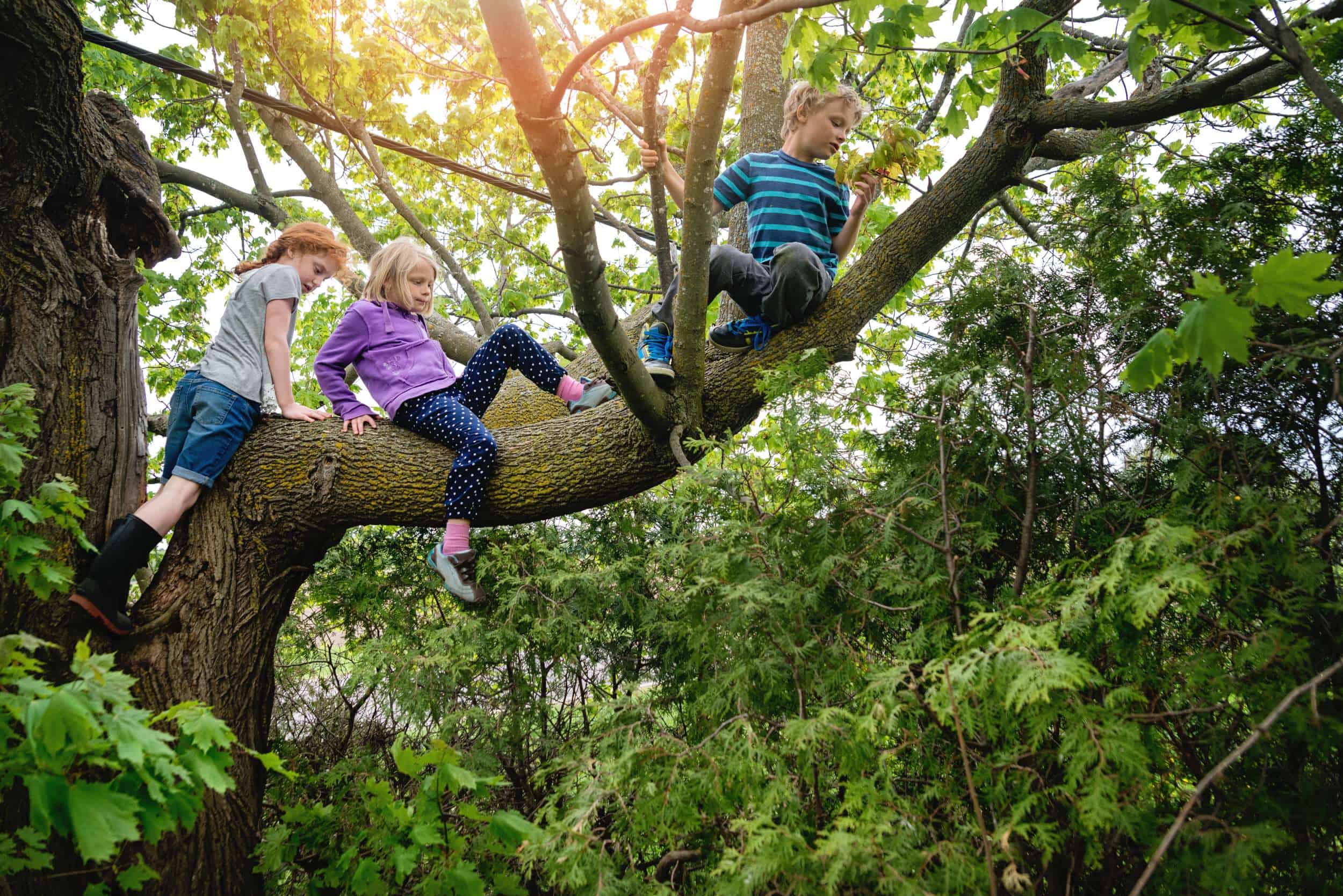 enfants dans un arbre