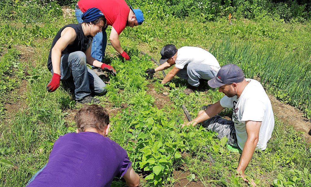 agriculture communautaire