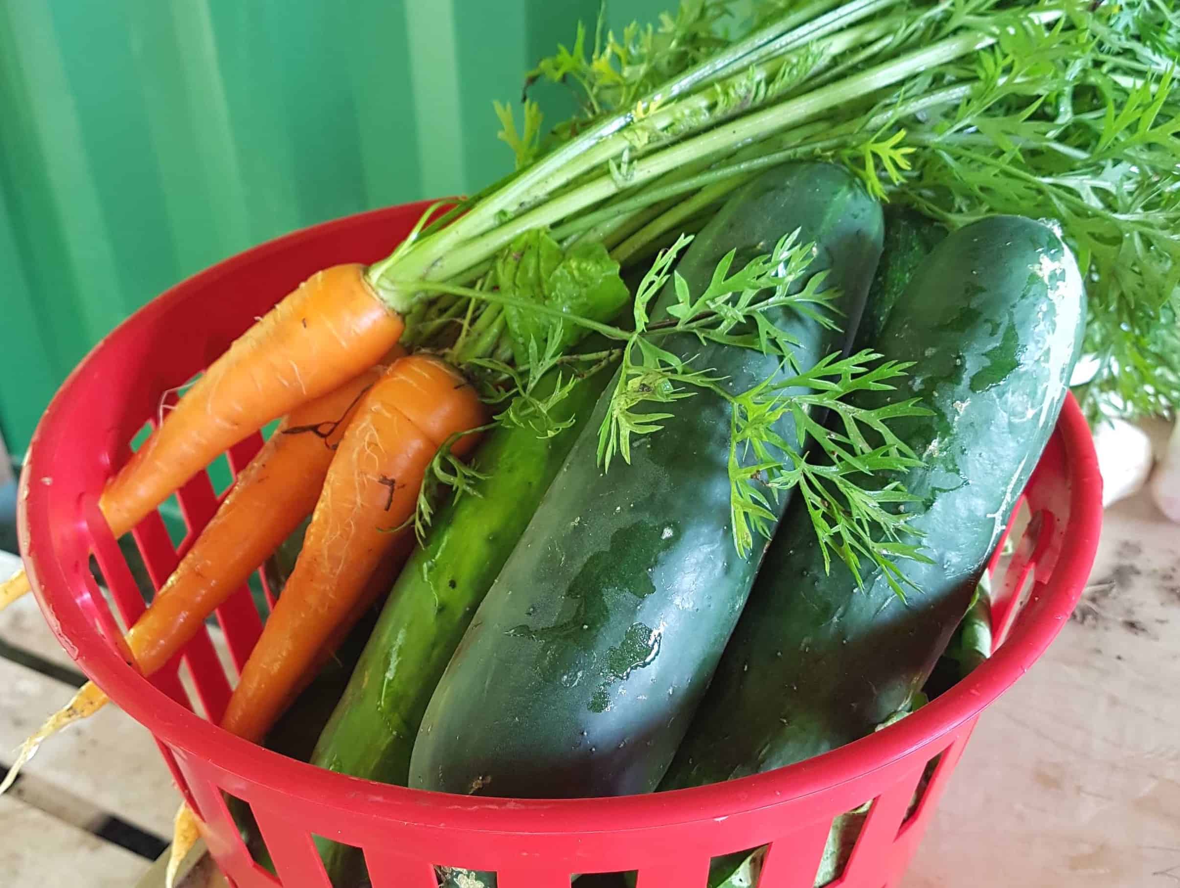 paniers de légumes