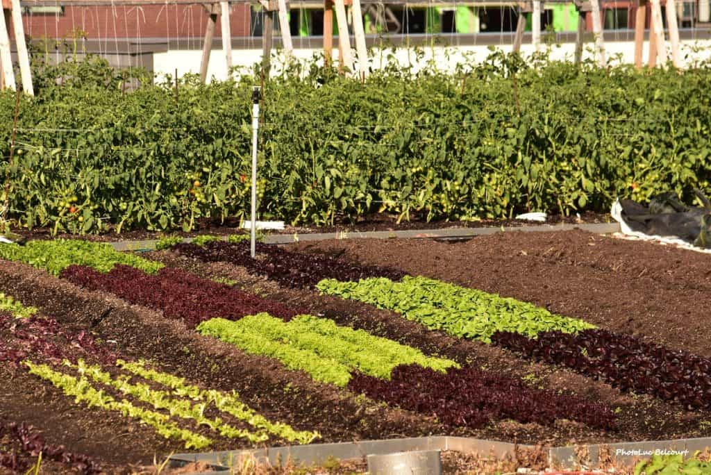 potager sur le toit