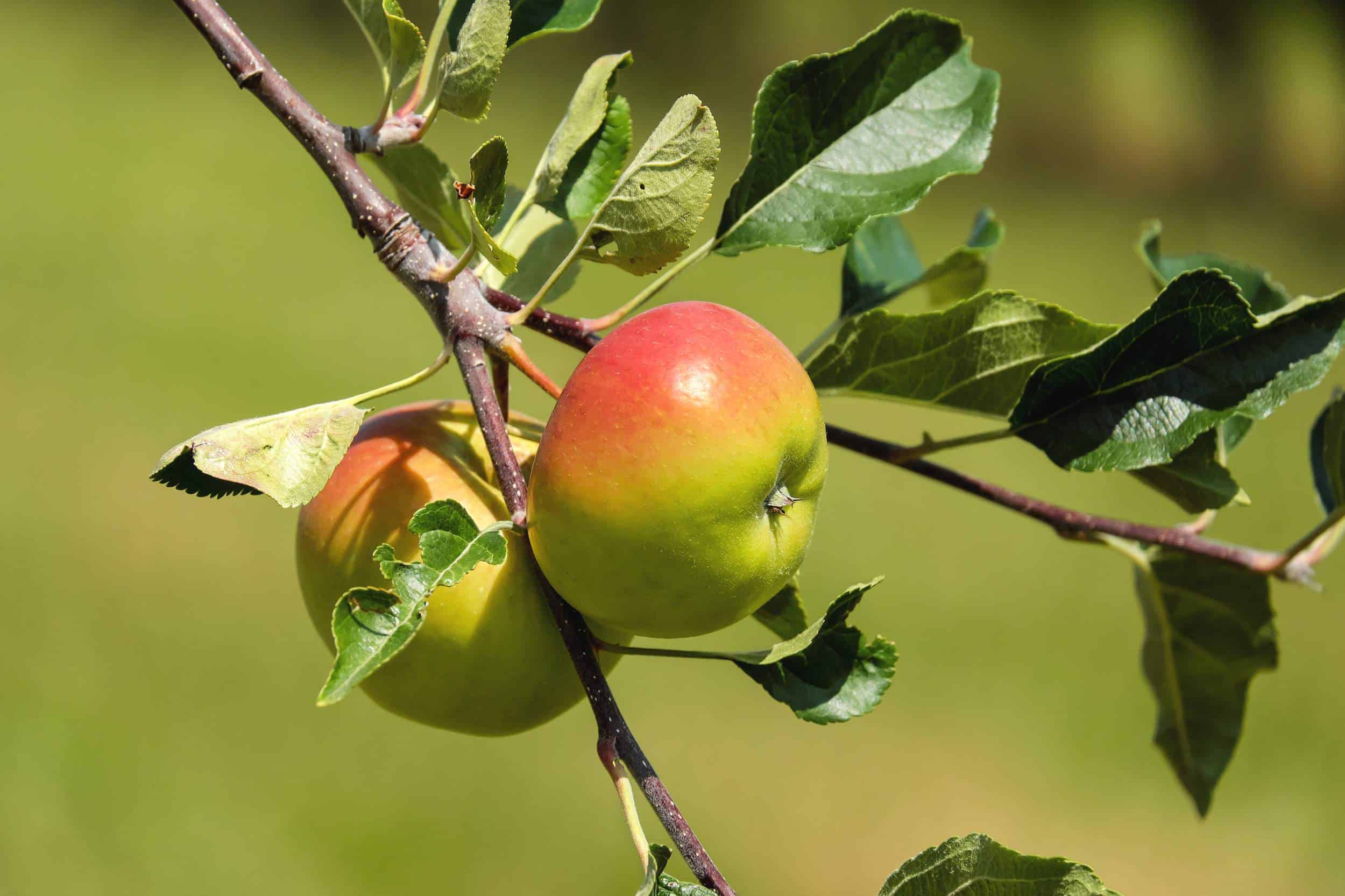 Pommes sur leur branche