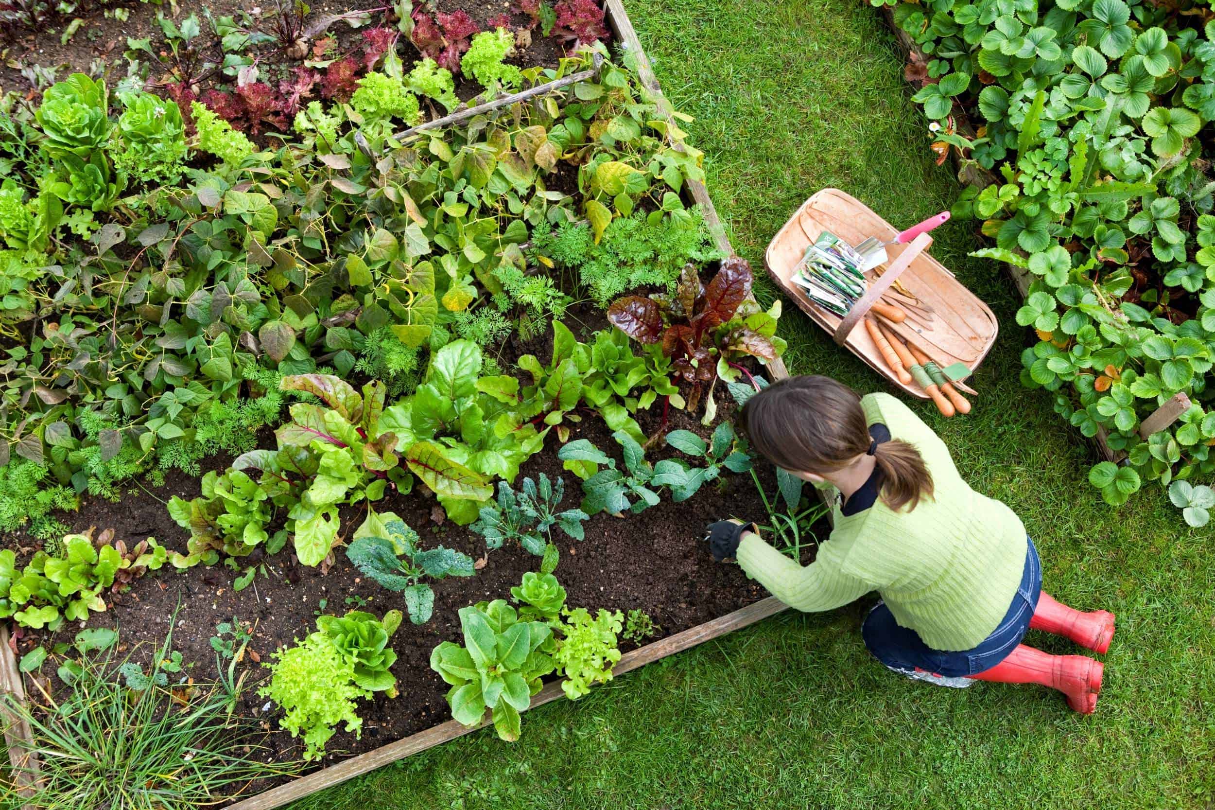 jardin communautaire