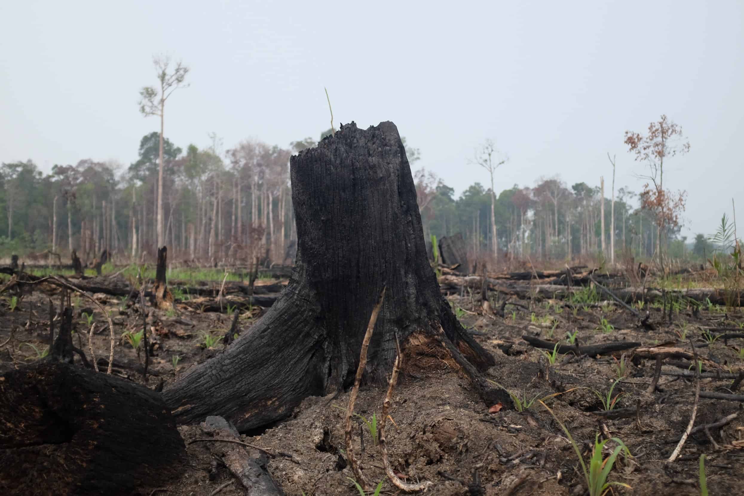 déforestation huile de palme