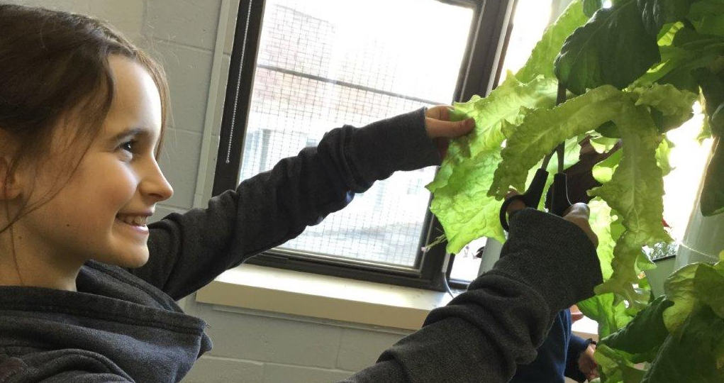 alimentation locale à l'école