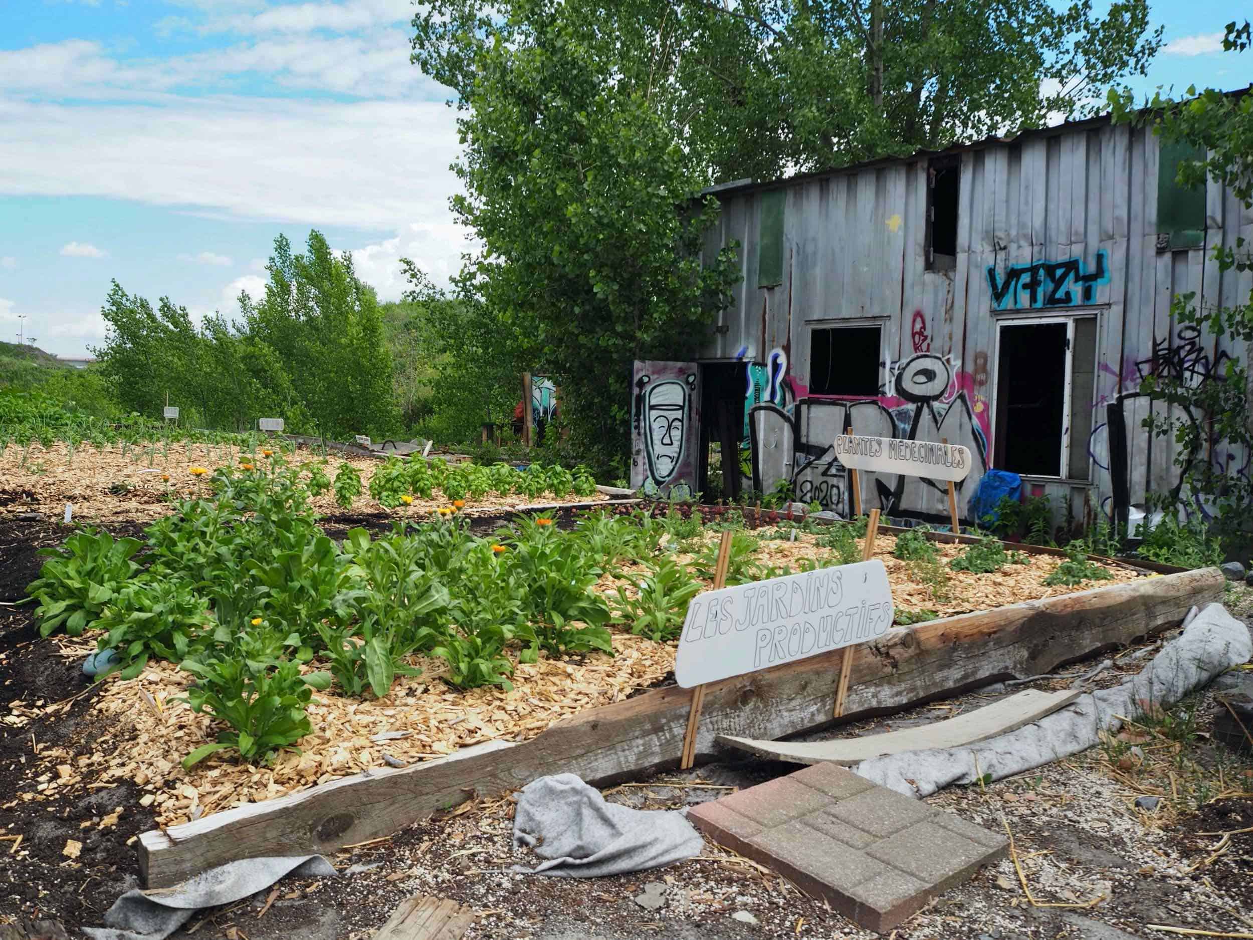 agriculture urbaine