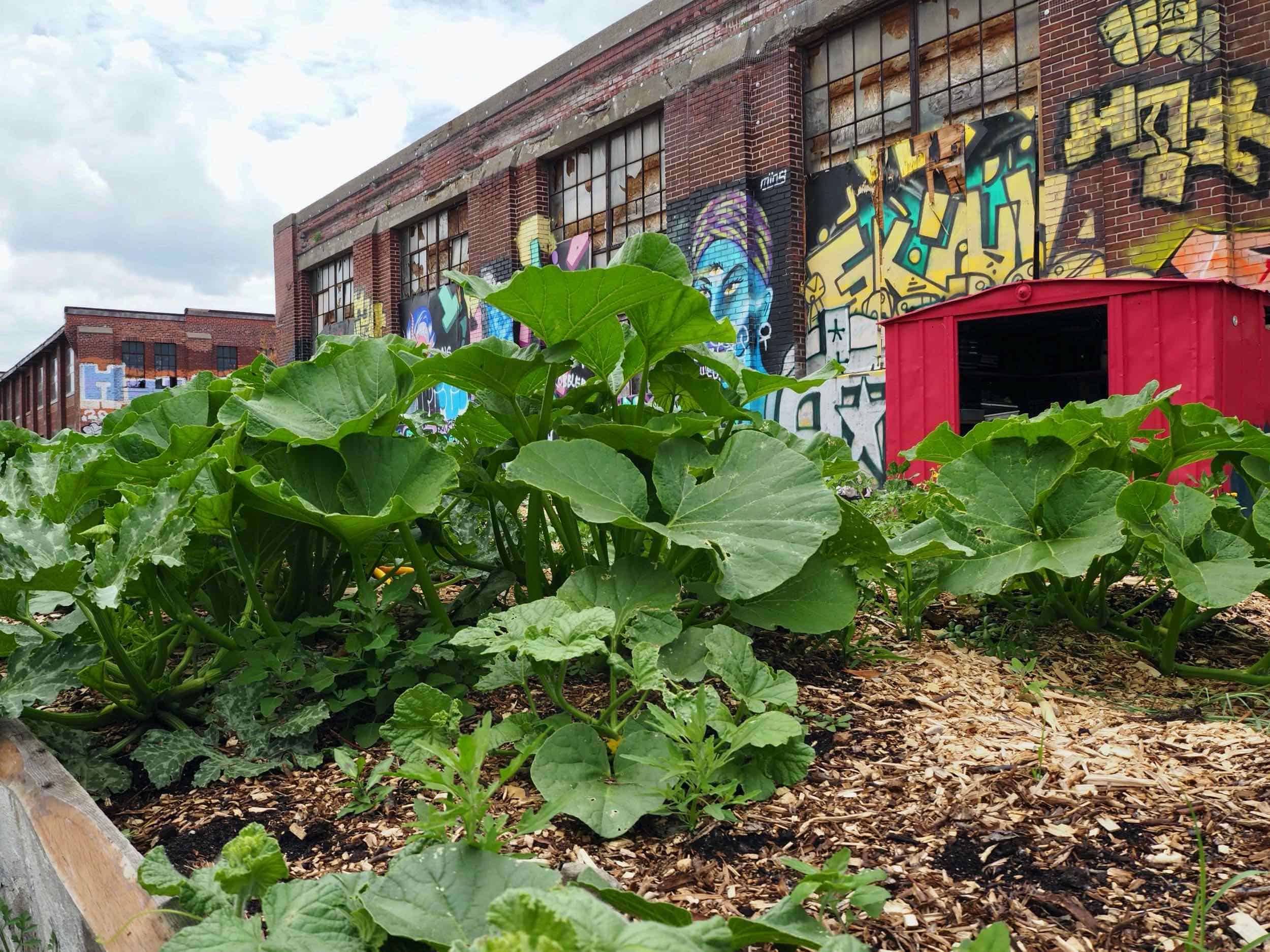 agriculture urbaine