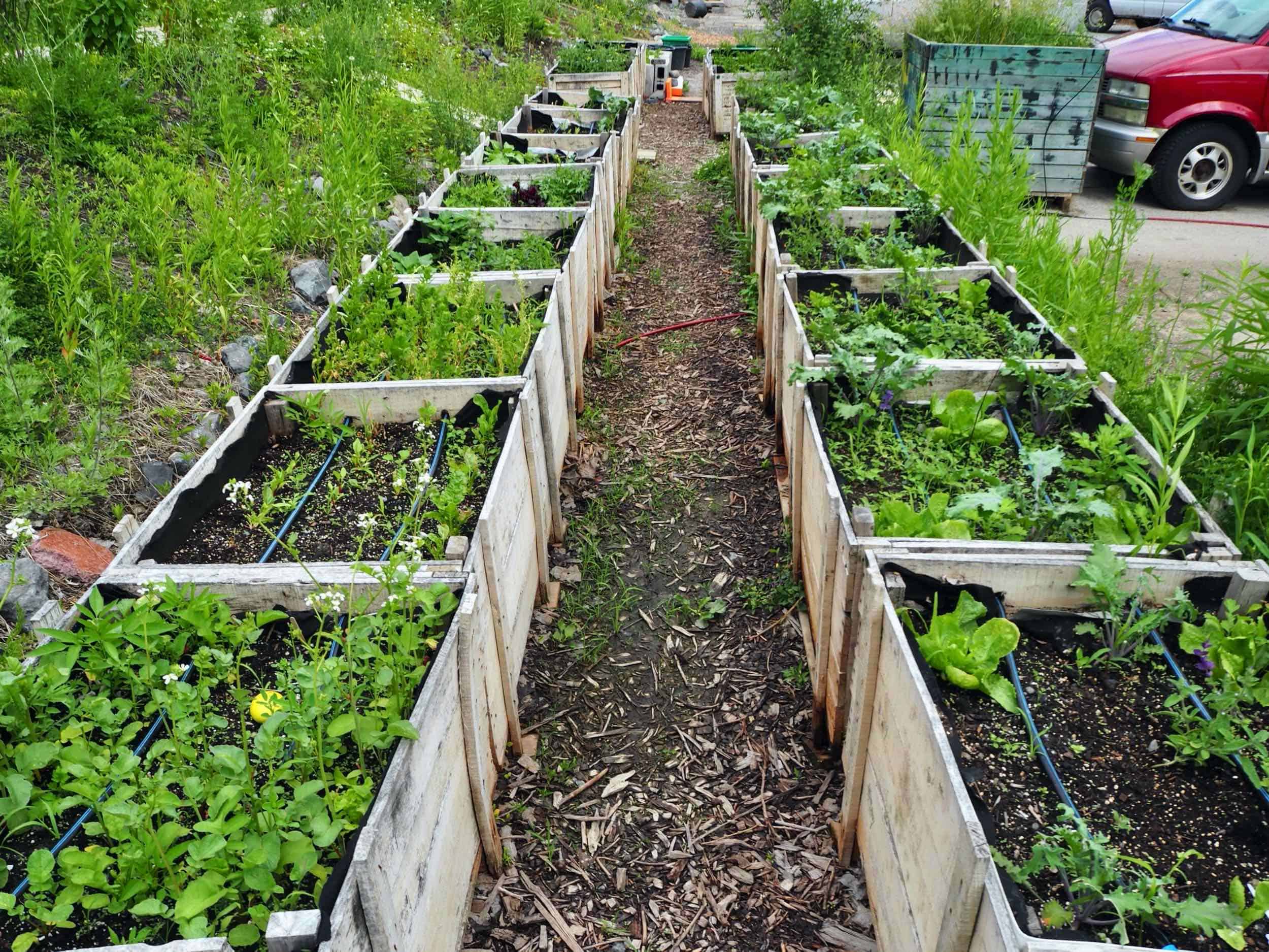 agriculture urbaine