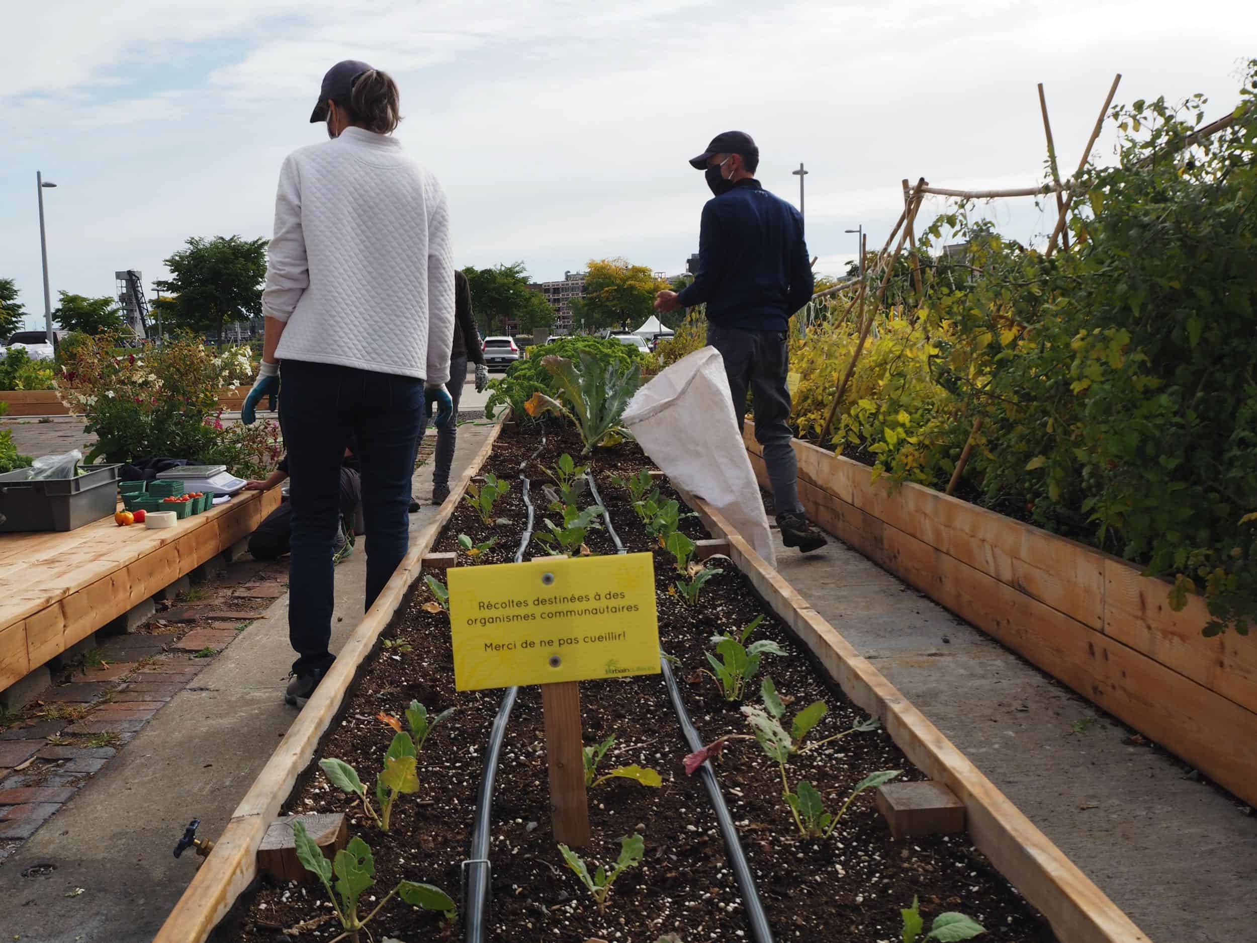 agriculture urbaine