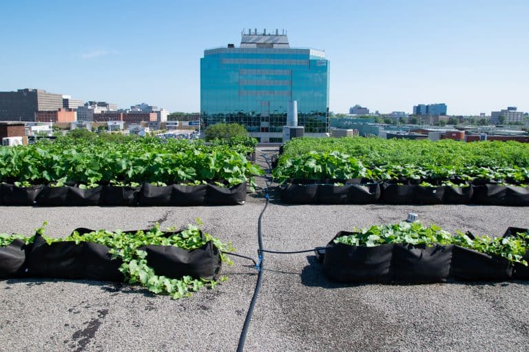 agriculture urbaine 