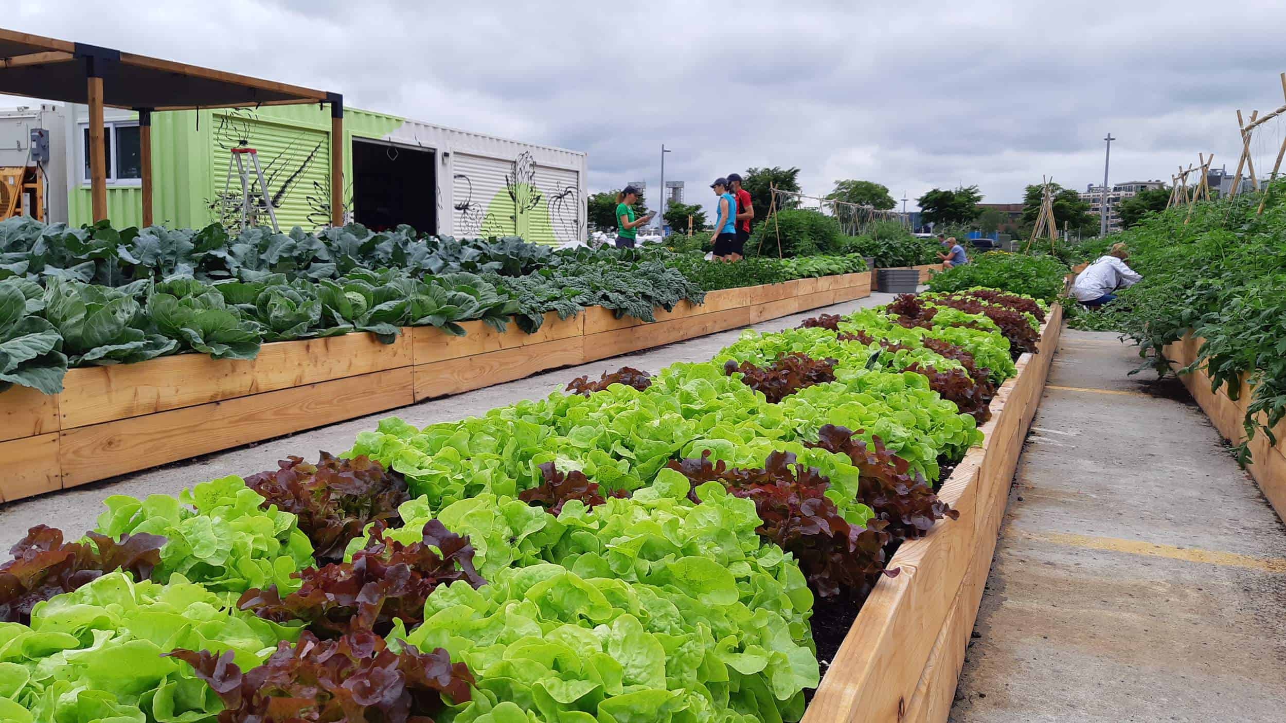 ferme maraichere des urbainculteurs